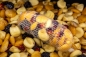 Preview: My-Baits Monster Mix Pineapple Scope-Ex 2L
