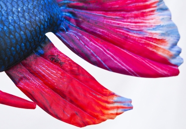 Preview: Gaby Kuscheltier Siamesischer Kampffisch