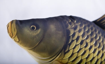 Preview: Gaby Kuscheltier Schuppenkarpfen Giant