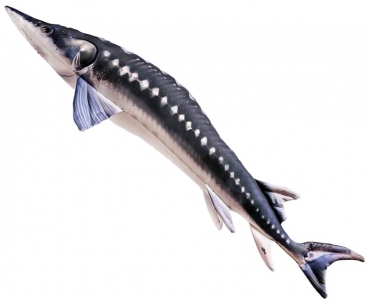 Gaby Kuscheltier Europäische Stör Gigant