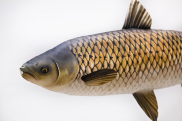 Preview: Gaby Kuscheltier Graskarpfen Gigant