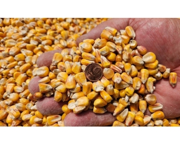 Hartmais Futtermais 1kg