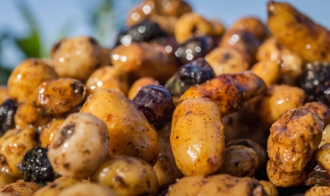 Preview: My-Baits Tigernut Mix Three Kings Spekurange 2L