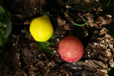 Preview: Progressive-Baiting Lightnig Powder Tropical Pineappel 50g