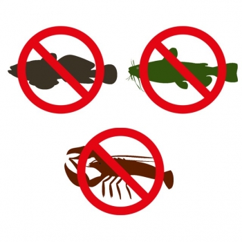 Preview: Imperial Fishing IB Carptrack RAMBO - RAMBO Monster-Paradise - 80 g / 16 mm
