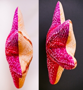 Preview: Gaby Kuscheltier Seesterne