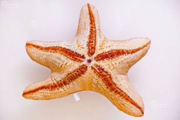 Preview: Gaby Kuscheltier Seesterne