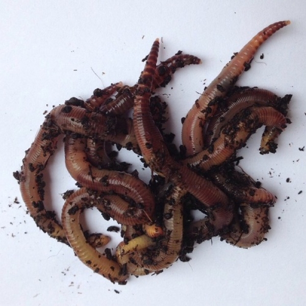 Dendrobena Dose(n) Inhalt: 15 Stück