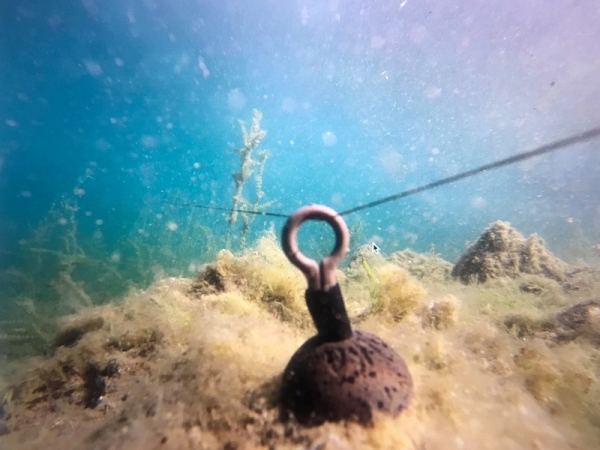 Mika Back Leads - 60g - 2 Stück