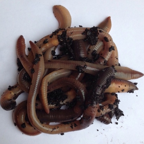 Tauwurm in der Thermobox Inhalt: 24 Stück