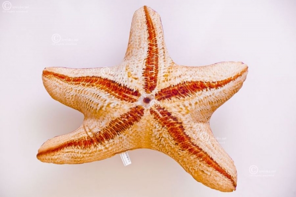 Gaby Kuscheltier Seesterne